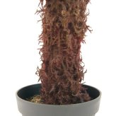 観葉植物 造花 ディクソニア BROWN 全高約183cm 大型 フェイクグリーン 高級 本物そっくり リアル おしゃれ 珍しい インテリア 人工観葉植物 アーティフィシャルグリーン オフィス 店舗 ホテル 開店祝い 室内 リビング 玄関 風水 木性シダ