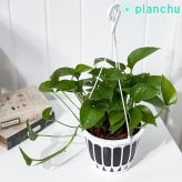 PLANCHU 観葉植物 ポトス パーフェクトグリーン 5号吊り鉢 育て方説明書付き Epipremnum aureum ‘Perfect Green’ エピプレムナム アロイド