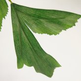 観葉植物 造花 クジャクヤシ BROWN 全高約210cm 大型 フェイクグリーン 高級 本物そっくり リアル おしゃれ インテリア 人工観葉植物 アーティフィシャルグリーン オフィス 店舗 ホテル 開店祝い 室内 リビング 玄関 風水 ヤシの木 フィッシュテールパーム