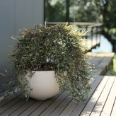 植木鉢 おしゃれ 大型 20号 15号 丸 ラウンド 半球 浅鉢 ボウル カラー KONTON コントン マグナス カラーズ ボウル ファイバーポリストーン 軽量 底穴あり 屋外 M L オートミール キャメル 観葉植物 多肉植物 北欧 和モダン モダン ナチュラル プランター ベランダ 玄関