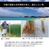 夏ラグ 夏用カーペット 日本製 国産 純国産 沖縄ビーグ ラグ い草 約191×191cm (裏:不織布）