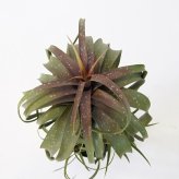 観葉植物 造花 チランジア ミックス BROWN 全高約81cm 中型 フェイクグリーン 本物そっくり おしゃれ インテリア 人工観葉植物 アーティフィシャルグリーン オフィス 店舗 ホテル 開店祝い 室内 エアプランツ フェイク