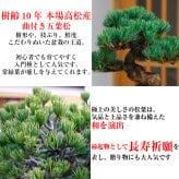 盆栽 松 樹齢8年 特選 五葉松 小品盆栽 育て方ガイド付 送料無料 無料ラッピング 趣味 曲付き太幹 高松五葉松 縁起の良い松 新しい趣味 植物 盆栽 松 室内 初心者 おしゃれ 盆栽 ミニ観葉 誕生日 敬老の日 父の日 プレゼント フラワーギフト 送料無料
