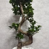 現品 ガジュマル 観葉植物 曲がり 8号鉢苗 大型 盆栽 登り樹 昇り竜 室内 珍しい 希少種 多幸の木 幸福をもたらす精霊が住むガジュマルの木 おしゃれなインテリア 結婚祝い 新築祝い 開店祝い 開業祝い 誕生日 母の日 父の日 記念日 プレゼントギフト 肥料別売り 敬老の日