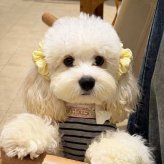 犬用 ヘアゴム 2点セット ペット用 ヘアアクセサリー シュシュ 犬 リボン風 耳飾り ヘアアクセ かわいい 小型犬 ペット用品 おしゃれ イエロー