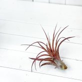 PLANCHU エアプランツ ティランジア ラブノット 1株 W20×H20cm前後 育て方説明書付き Tillandsia ‘Love Knot’ エアープランツ チランジア