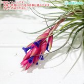 PLANCHU エアプランツ ティランジア ストリクタ マゼンタ 1株 W15×H11cm前後 育て方説明書付き Tillandsia stricta ‘Magenta’ エアープランツ チランジア