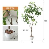 【高さ160cm】光触媒人工観葉植物 パキラ 曲がり 幅72cm×奥行50cm×高さ160cm オフィス 天然木 組立品 お部屋に気軽に飾れて空間を美しく彩るフェイクグリーン 本物の植物のようなリアルな質感とインテリアに馴染む風合いが魅力です