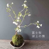 桜・・・そう聞くだけで心和む景色を貴方のもとへ【富士桜（湖上の舞）の苔玉・三つ足灰器セット】