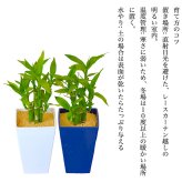 ミリオンバンブー ドラセナ 寄せ植え 幸福の木 職人仕立て 育てやすい観葉植物 空気清浄効果 おしゃれ 本物 室内 カフェ風 初心者向 育てやすい お祝い プレゼント インテリア グリーン ギフト 御祝 新築祝 開店祝 送料無料