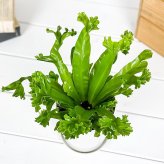 PLANCHU 観葉植物 アスプレニウム レズリー 4号鉢 受け皿付き 育て方説明書付き Asplenium nidus ‘Leslie’ シマオオタニワタリ シダ植物