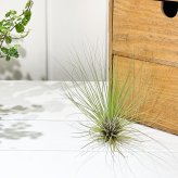 PLANCHU エアプランツ ティランジア フィリフォリア Lサイズ 1株 W25×H16cm前後 育て方説明書付き Tillandsia filifolia エアープランツ チランジア