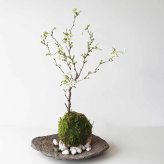 桜・・・そう聞くだけで心和む景色を貴方のもとへ【富士桜（湖上の舞）の苔玉・くらま器セット】