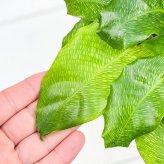PLANCHU 観葉植物 カラテア ムサイカ 4号鉢 受け皿付き 育て方説明書付き Calathea musaica モザイク