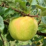 長野県産りんご ぐんま名月 秀品 ご贈答 果物 フルーツ お取り寄せ 産地直送 【送料無料(一部地域除く)】