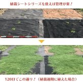 クラピア専用マルチシートセットお庭用 シート1m×12m（12m2）+  U字型ピン（50本） クラピア K7 K5 S2 ポット苗用 植栽用 吸水性 透水性 アップ