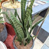 観葉植物 造花 サンスベリア・ゼラニカ BROWN 全高約97cm フェイクグリーン 高級 本物そっくり リアル おしゃれ 多肉植物 インテリア 人工観葉植物 アーティフィシャルグリーン モダン スタイリッシュ オフィス 店舗 開店祝い 室内 リビング 玄関 寝室 風水 サンセベリア