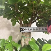 ガジュマル 観葉植物 八の字 8号鉢苗 大型 盆栽 末広がりの8の字 室内 珍しい 希少種 多幸の木 幸福をもたらす精霊が住むガジュマルの木 おしゃれなインテリア 結婚祝い 新築祝い 開店祝い 開業祝い 誕生日 母の日 父の日 記念日 プレゼントギフト 肥料別売り 敬老の日