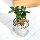 PLANCHU 観葉植物 ガジュマル 3.5号鉢 受け皿付き 育て方説明書付き Ficus microcarpa フィカス ミクロカルパ 精霊の宿る木