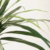 観葉植物 造花 ユッカ BROWN 全高約210cm 大型 フェイクグリーン 高級 本物そっくり リアル おしゃれ スタイリッシュ インテリア 人工観葉植物 アーティフィシャルグリーン モダン オフィス 店舗 ホテル 開店祝い 室内 リビング 玄関 風水 青年の木