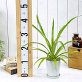 PLANCHU 観葉植物 アナナス サンゴパイン 4号鉢 受け皿付き 育て方説明書付き Ananas cv. パイナップル 花パイン ブロメリア