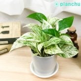 観葉植物 ポトス 3種セット ゴールデン ライム マーブルクイーン 4号鉢 受け皿付き 育て方説明書付き エピプレムヌム