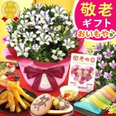 【まだ間に合う】 敬老の日 すぐ贈れるギフト 即日発送 ギフト プレゼント 花 生花 鉢植え 鉢花 りんどう 竜胆 どら焼き 干し芋 芋けんぴ ようかん あんみつ スイーツ お菓子 和菓子 花とお菓子 60代 70代 80代 90代 おじいちゃん おばあちゃん 孫 孫から 送料無料 おいもや