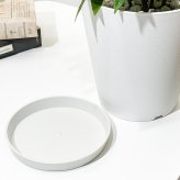 PLANCHU 観葉植物 パキラの森 実生株 6号鉢 受け皿付き 育て方説明書付き Pachira glabra 発財樹