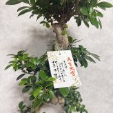 ガジュマル 観葉植物 八の字 8号鉢苗 大型 盆栽 末広がりの8の字 室内 珍しい 希少種 多幸の木 幸福をもたらす精霊が住むガジュマルの木 おしゃれなインテリア 結婚祝い 新築祝い 開店祝い 開業祝い 誕生日 母の日 父の日 記念日 プレゼントギフト 肥料別売り 敬老の日