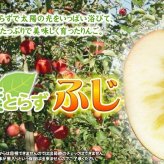 【11月中旬頃発送】蜜入りは１２月末まで 甘くておいしい！ フォーシーズン 青森りんご 葉とらずサンふじ　家庭用　5C箱(5kg箱)