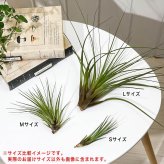 PLANCHU エアプランツ ティランジア トリコロール Mサイズ 1株 W10×H10cm前後 育て方説明書付き Tillandsia tricolor エアープランツ チランジア