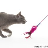 ジョイサー JOYSER フェザーワンド 猫用おもちゃ ピンク