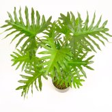 観葉植物 造花 セローム BROWN 全高約70cm 卓上・小型 フェイクグリーン 本物そっくり おしゃれ インテリア 人工観葉植物 アーティフィシャルグリーン オフィス 店舗 ホテル 開店祝い 室内 ミニ フィロデンドロン フェイク