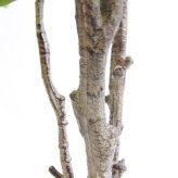 観葉植物 造花 フィカス エラスティカ BROWN 全高約195cm 大型 株立ち フェイクグリーン 高級 本物そっくり リアル おしゃれ インテリア 人工観葉植物 アーティフィシャルグリーン オフィス 店舗 ホテル 開店祝い 室内 リビング 玄関 風水 ゴムの木 インドゴムノキ