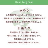 ウンベラータ 6号 角高陶器 高さ約70cm 観葉植物