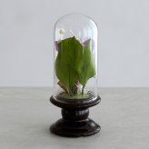 プリザーブドフラワー お供え花 ガラスドーム仏花 蘭音 -らんね-｜お供え デンファレ 蘭 小さい仏花 小ぶり 対 対飾り 仏壇用 初盆 新盆 四十九日 一回忌 三回忌 法事 法要 お供え お悔やみ お彼岸 即日発送 プレゼント ギフト 送料無料