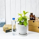 PLANCHU 観葉植物 ドラセナ ファニータ 5号樹脂鉢 ホワイト サスティー付き 受け皿付き 育て方説明書付き スルクローサ ゴッドセフィアナ 激レア品種