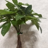 観葉植物 パキラ グラブラ 5本編み 5号 高さ約45cm マネーツリー 発財樹 縁起物 金運 風水 育てやすい 耐陰性 インテリア 玄関 リビング 新築祝い 開店祝い 開業祝い 移転祝い 周年祝い 引っ越し祝い 誕生日 お祝い ギフト プレゼント おしゃれ