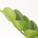 観葉植物 造花 ザミオクルカス BROWN 全高約70cm 卓上・小型 フェイクグリーン 本物そっくり おしゃれ インテリア 人工観葉植物 アーティフィシャルグリーン オフィス 店舗 ホテル 開店祝い 室内 ミニ ザミフォーリア 多肉 フェイク