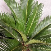 現品 観葉植物 ソテツ 蘇鉄 高さ80cm 10号鉢苗 大型種類 大きい 鉢植え 和風 和室 南国 おしゃれな室内インテリア 日陰 風水 玄関 リビング 初心者におすすめ 簡単で育てやすい 耐陰性 部屋 屋外 かわいい ベランダ プレゼント ギフト 開店祝い 結婚祝い 窓際 テレビ横 モダン 贈答