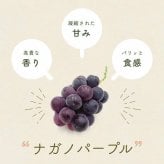 長野県産 ぶどう ナガノパープル 秀品 贈答用 果物 フルーツ お取り寄せ 産地直送 【送料無料(一部地域除く)】