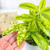 PLANCHU 観葉植物 ドラセナ ファニータ 4号鉢 受け皿付き Dracaena surculosa ‘juanita’ スルクローサ ゴッドセフィアナ 激レア品種