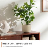 【高さ55cm】光触媒人工観葉植物 パキラ 幅35cm×奥行35cm×高さ55cm コンパクト 天然木 お部屋に気軽に飾れて空間を美しく彩るフェイクグリーン 本物の植物のようなリアルな質感とインテリアに馴染む風合いが魅力です