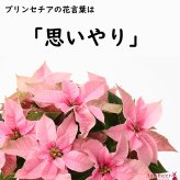 プリンセチア 季節の鉢植え 花 プリン ギフト プリンセチア ポインセチア ５寸 鉢 ポインセチア生花 クリスマスリース クリスマスツリー プリンセチア 苗 シクラメン 花ギフト