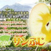 【11月中旬頃発送】蜜入りは１２月末まで　青森県認証 特別栽培農産物 ◆ 甘くておいしい！フォーシーズン 青森りんご 葉とらずサンふじ 家庭用 約１０kg箱