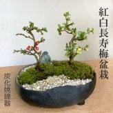 年に数回可憐な花が楽しめます【紅白長寿梅（コウハクチョウジュバイ）の寄せ植え盆栽（炭化焼締鉢）】