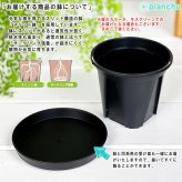 PLANCHU 観葉植物 ケスネリア マルモラータ 4号鉢 受け皿付き 育て方説明書付き Quesnelia marmorata ブロメリア