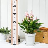 PLANCHU 観葉植物 アンスリウム リリー 5号鉢 受け皿付き 育て方説明書付き Anthurium andraeanum ‘Anthurini Lilli’ アンスリューム アロイド 鉢花 ピンク系