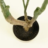 観葉植物 造花 パキラ BROWN 全高約175cm 大型 フェイクグリーン 高級 本物そっくり リアル おしゃれ インテリア 人工観葉植物 アーティフィシャルグリーン オフィス 店舗 ホテル 開店祝い 新築祝い 室内 リビング 玄関 風水 フェイク