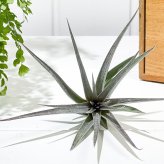 PLANCHU エアプランツ ティランジア ストリクタ パープルレイン 1株 W12×H12cm前後 育て方説明書付き Tillandsia stricta ‘Purple Rain’ エアープランツ チランジア